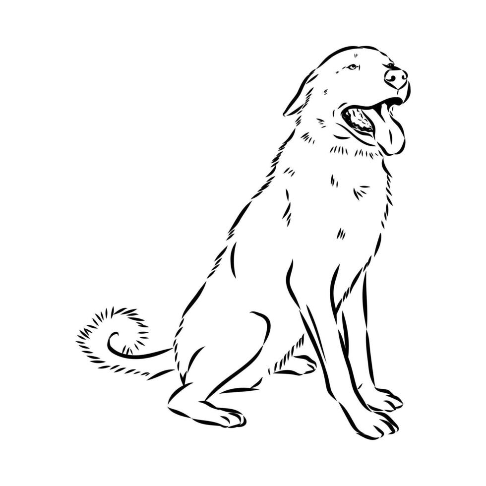 drawing of the Anatolian shepherd dog Karabash vector