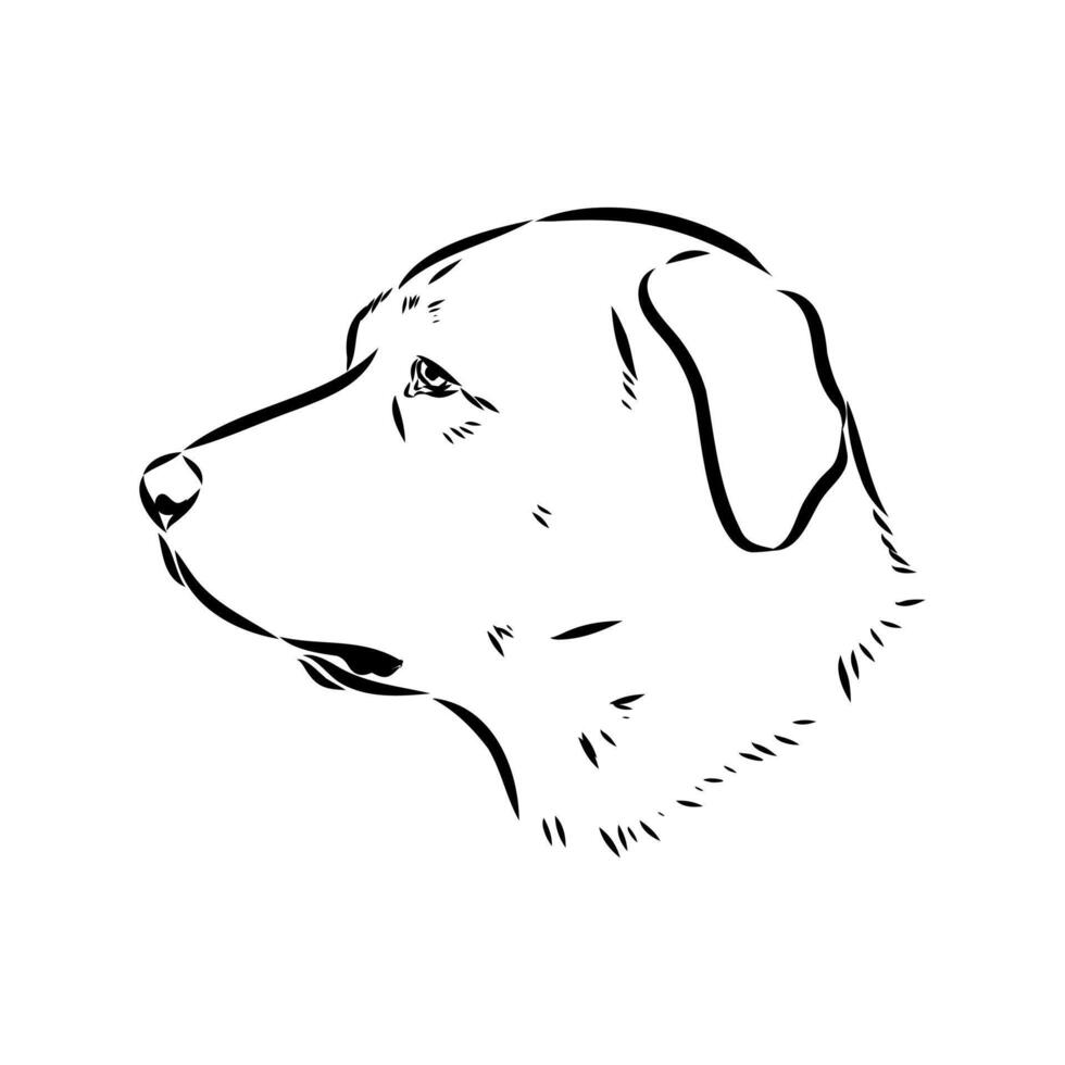 the head of the Anatolian shepherd dog Karabash sketch vector