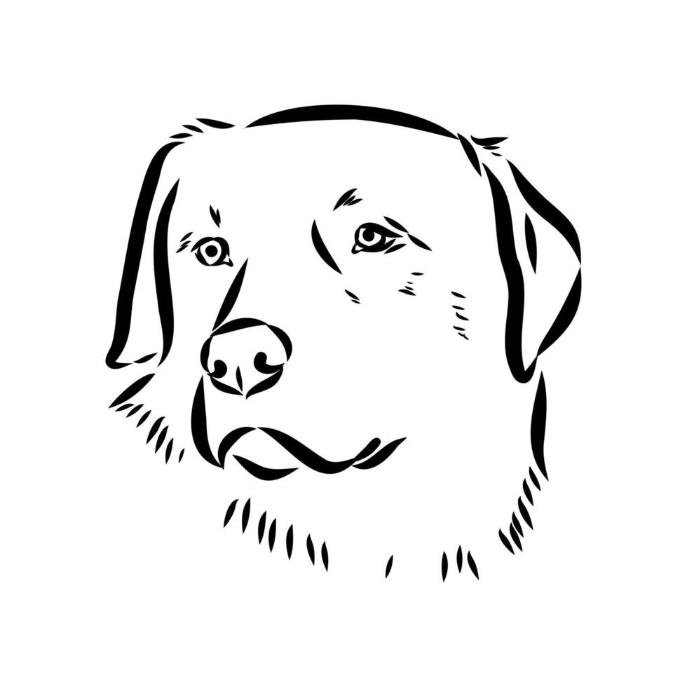 the head of the Anatolian shepherd kangal sketch vector