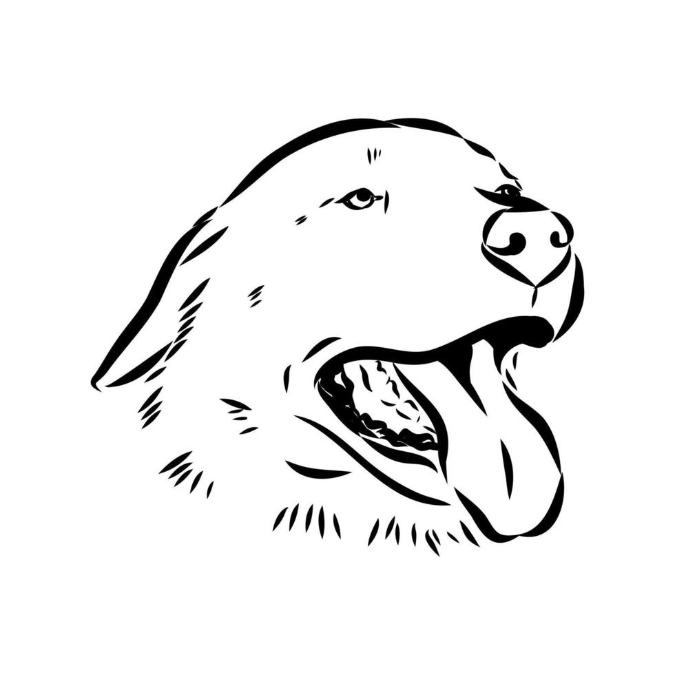 the head of the guard Anatolian Shepherd sketch vector