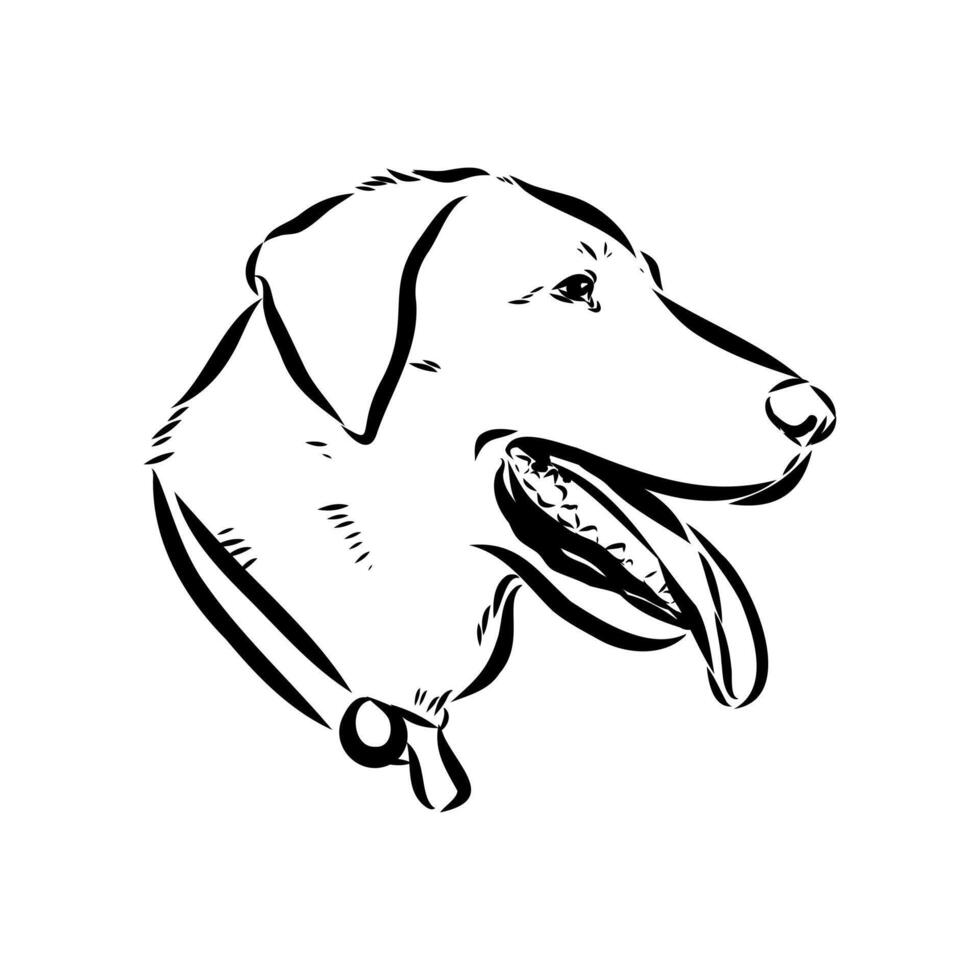 the head of the Turkish shepherd Karabash vector