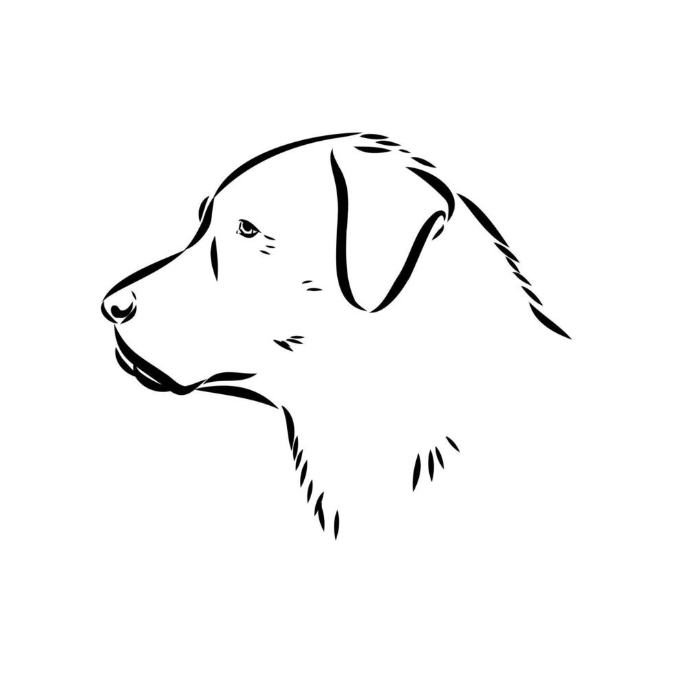 the head of a dog of the ancient breed Karabash vector