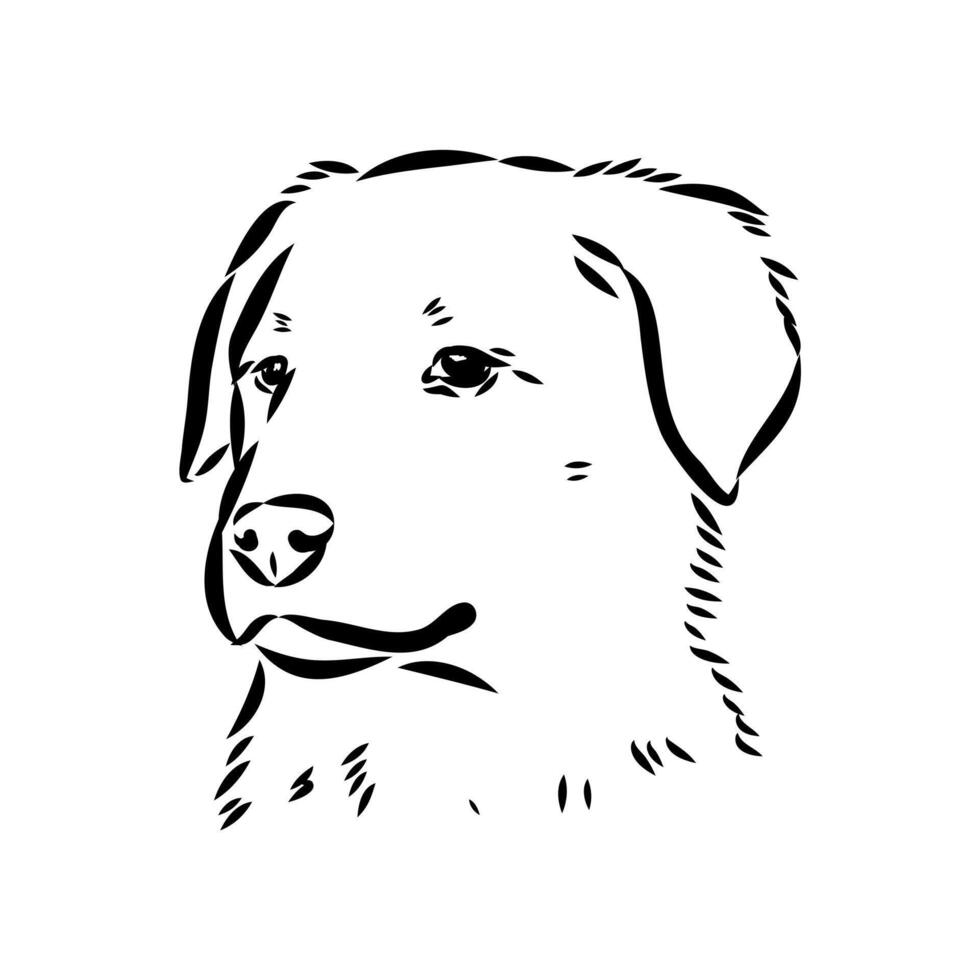 Anatolian guard Shepherd Dog vector