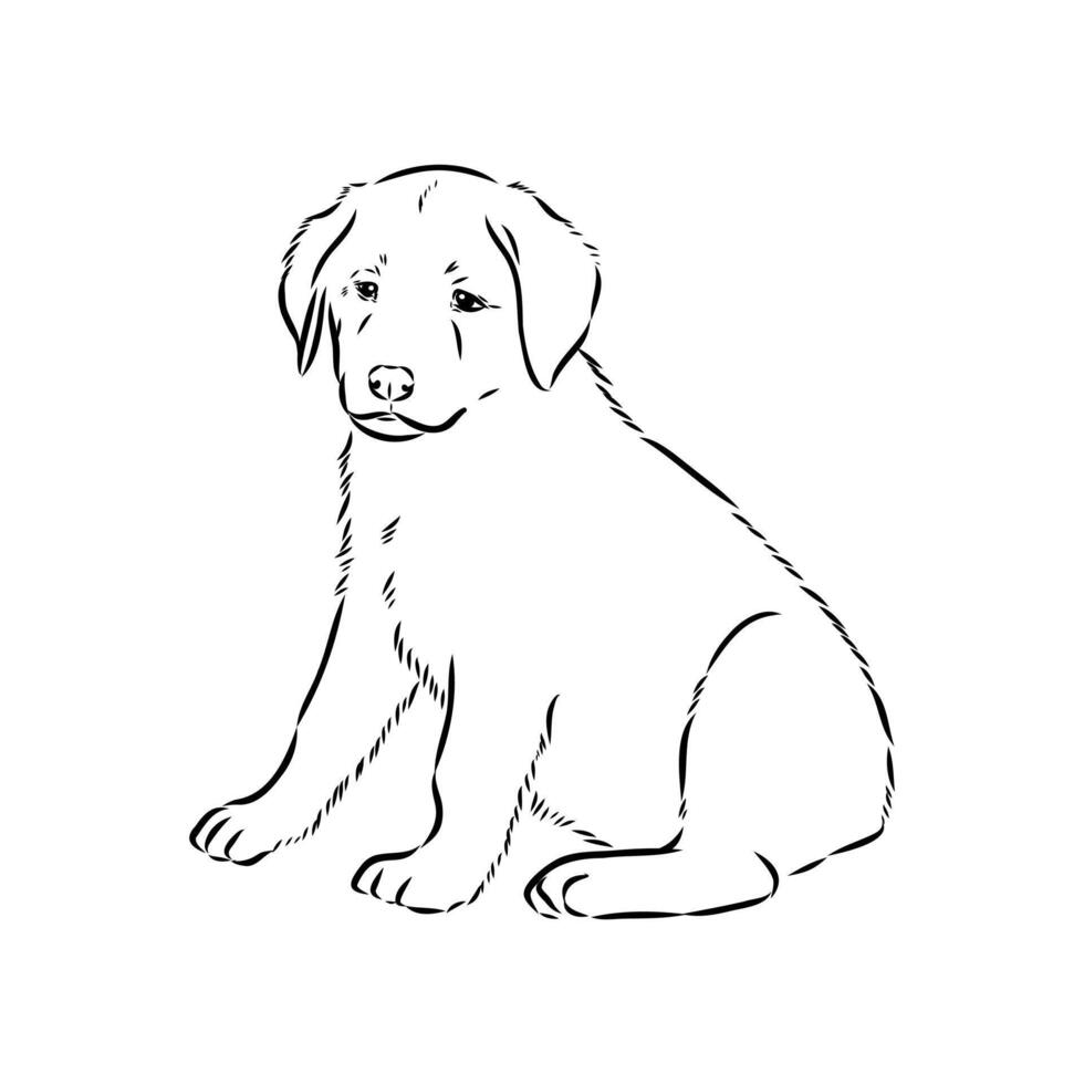 the puppy of the Anatolian guard shepherd dog vector