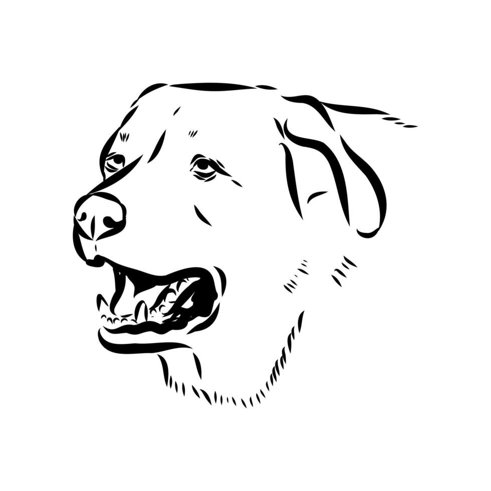 the head of a dog of the ancient kangal breed vector