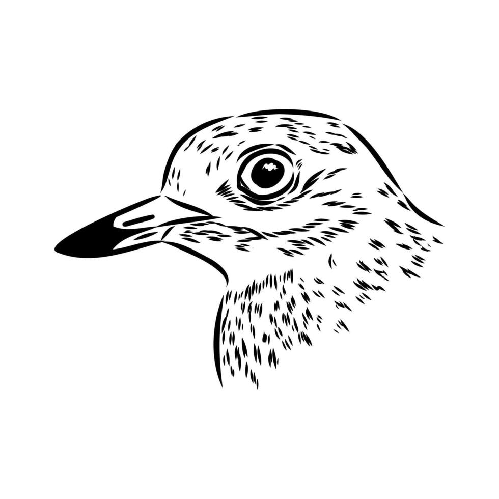 The Avdotka plover is a secretive migratory bird vector
