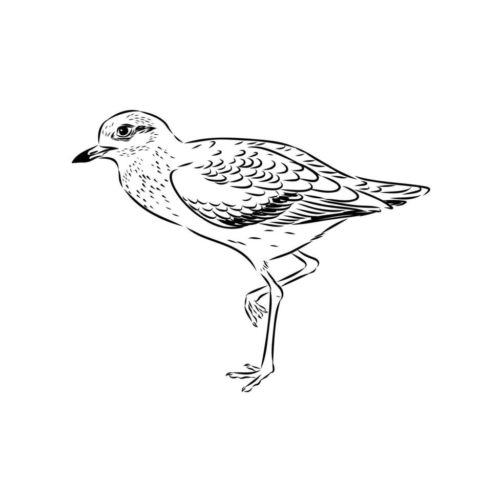 carnivorous bird avdotka plover vector