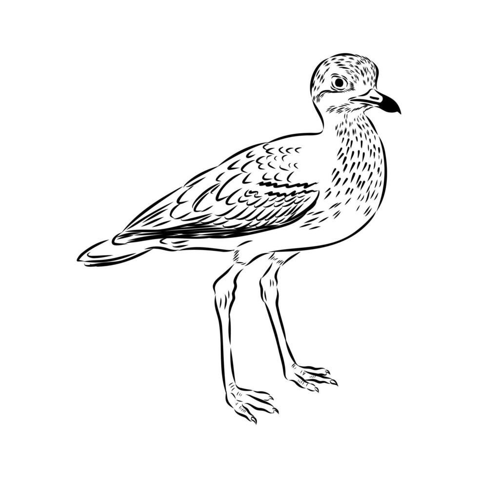 carnivorous bird avdotka plover black and white sketch vector
