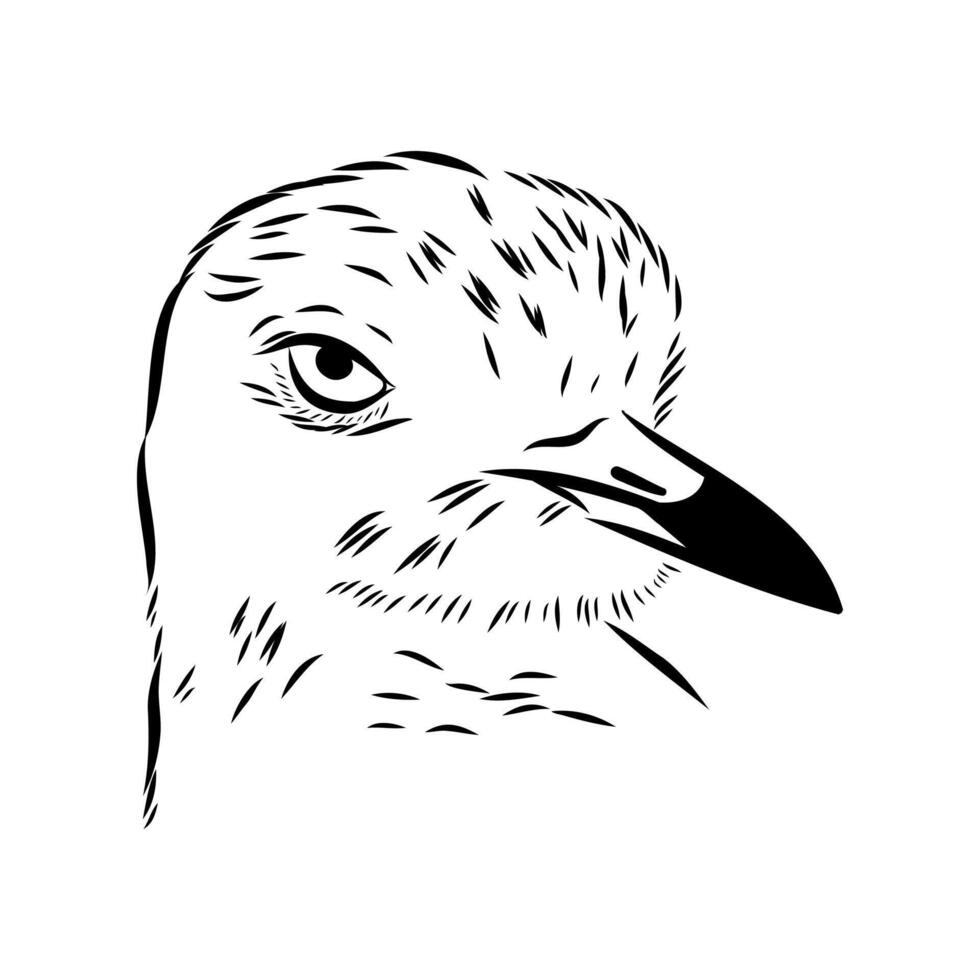 bird's head avdotka plover drawing vector