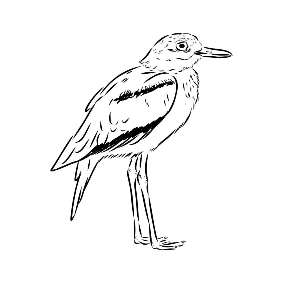 Carnivorous avdotka plover bird drawing vector