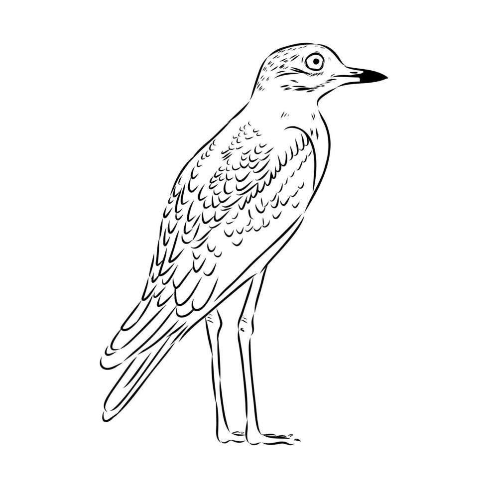 carnivorous bird avdotka plover black and white drawing vector