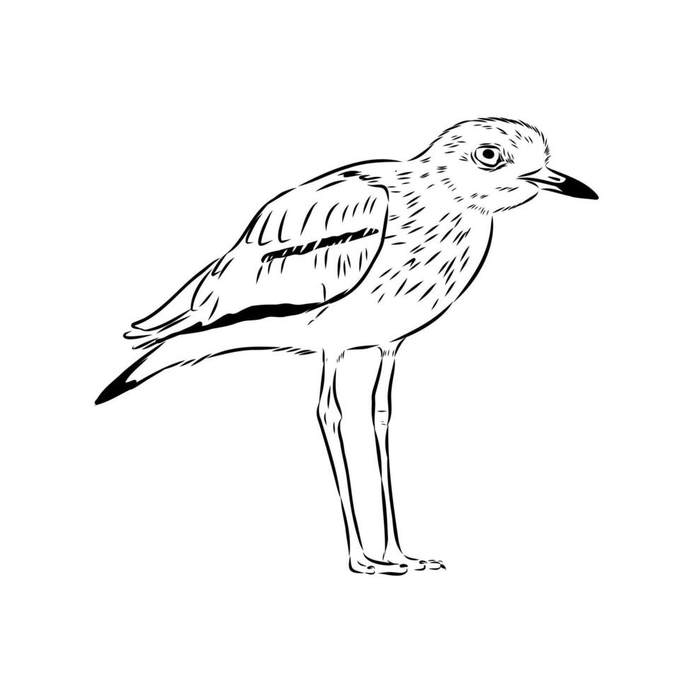 avdotka bird plover sketch vector