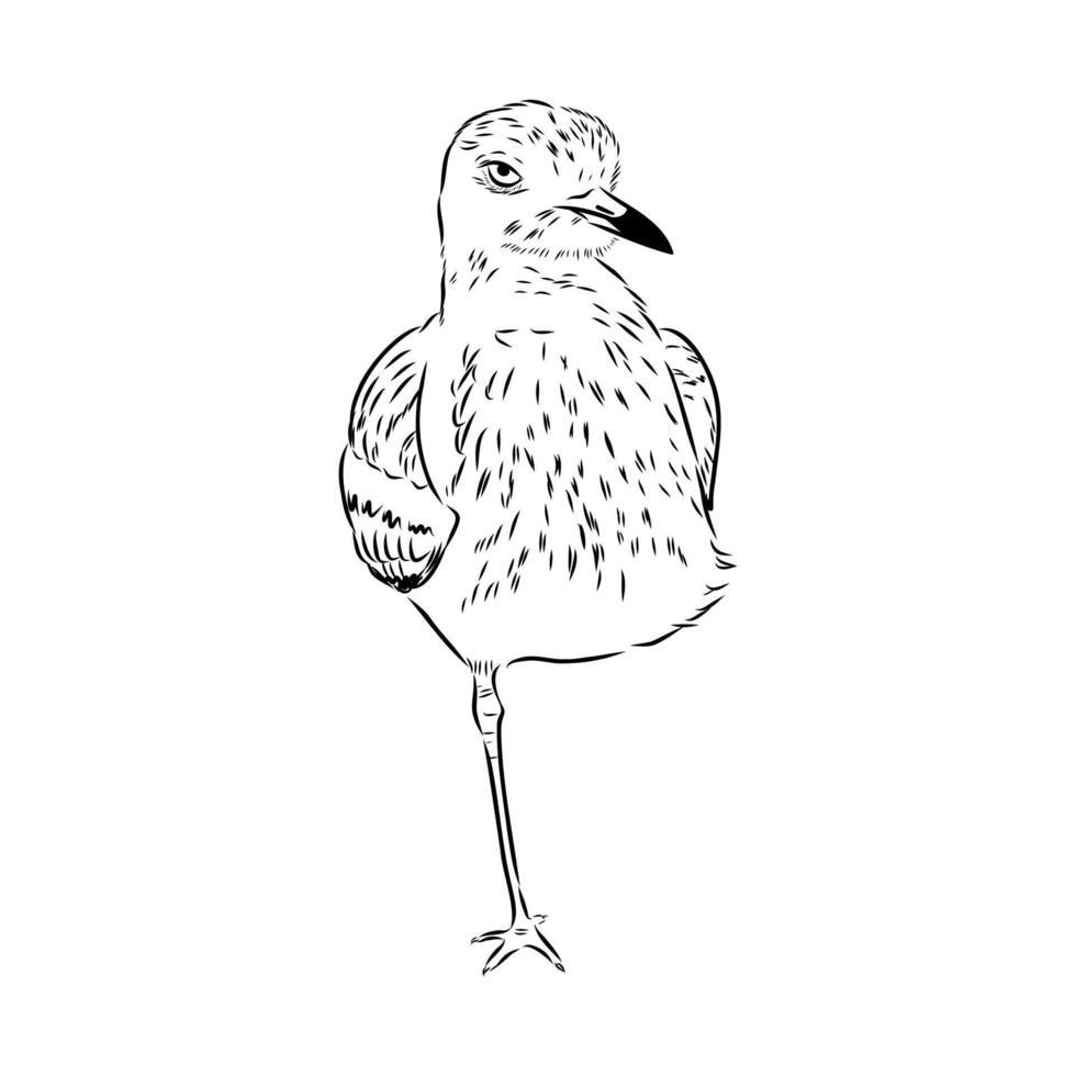 avdotka plover bird black and white drawing vector