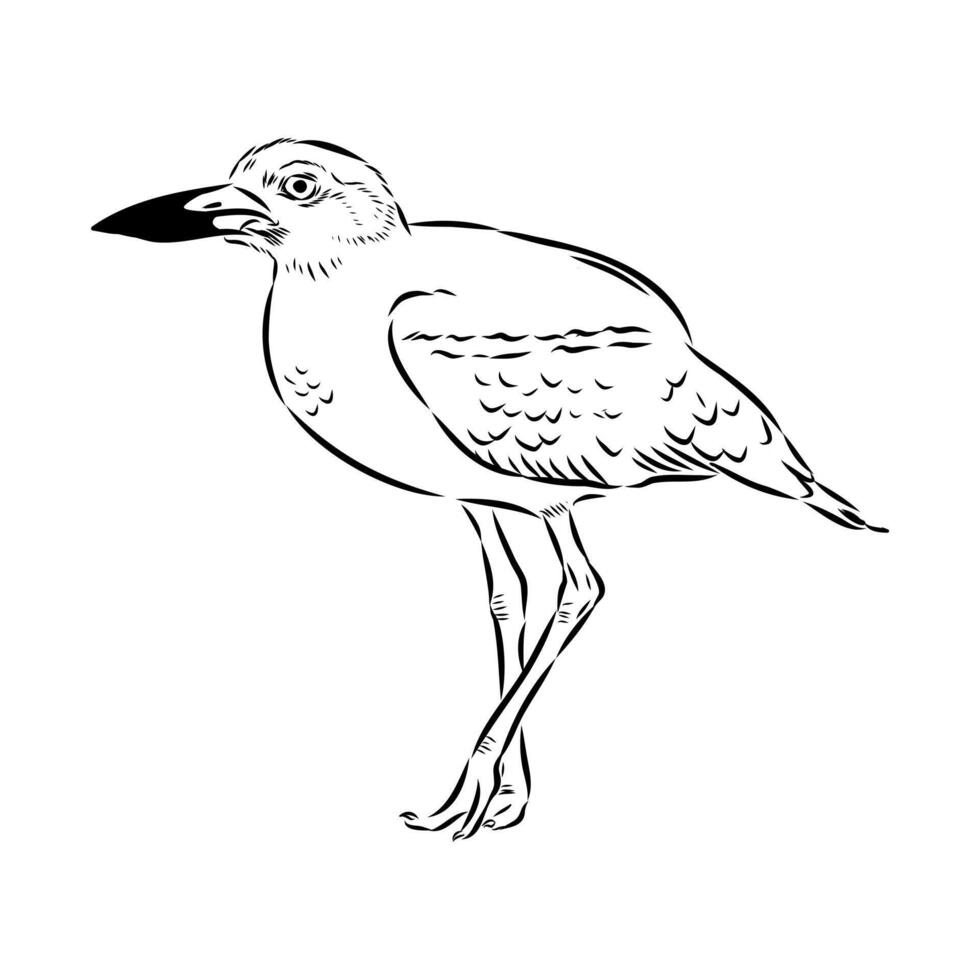 avdotka plover bird black and white sketch vector