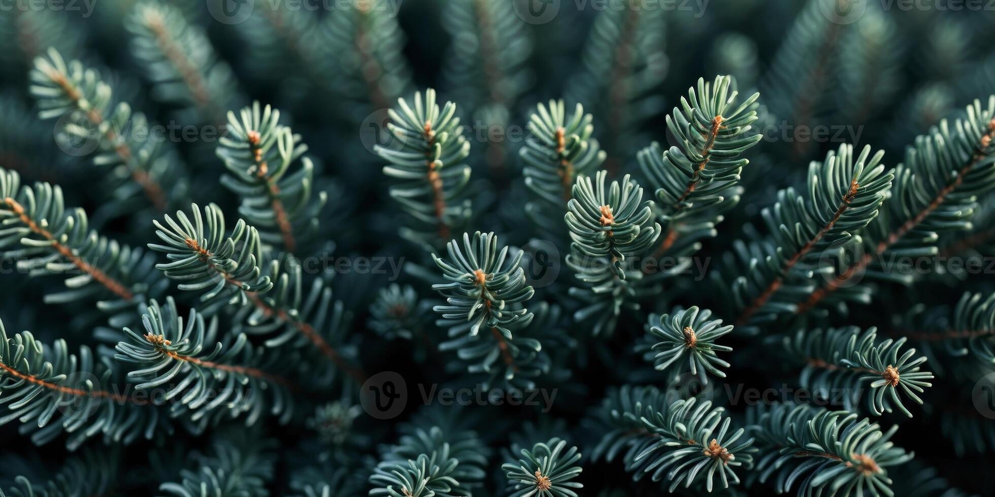 Close up view of dark green fir needles creating a natural textured backdrop. photo