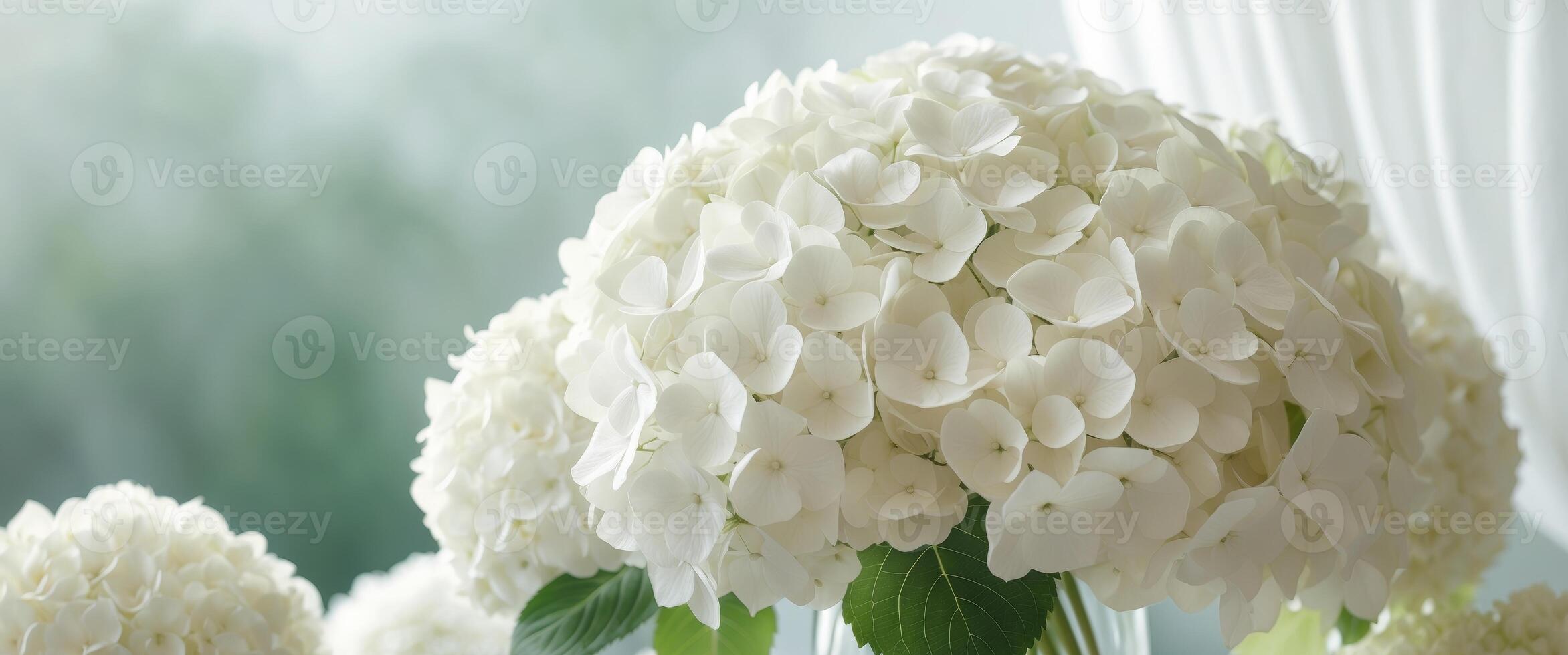 Beautiful bouquet of white hydrangea nature background. photo