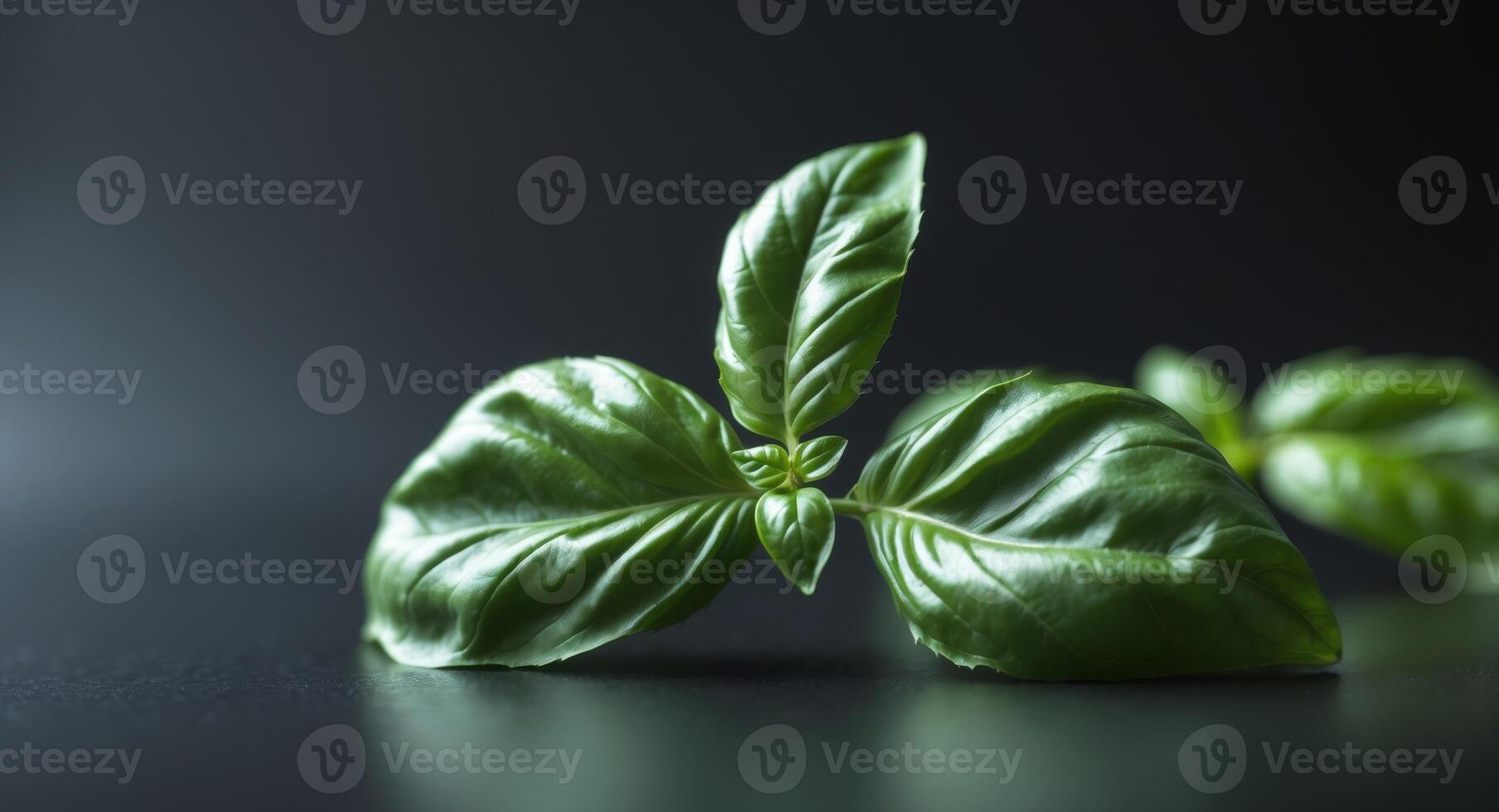 Shiny green basil leaf closeup on black background photo