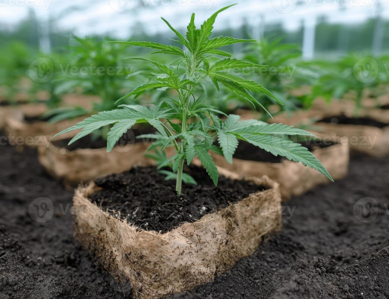 Young hemp plants growing in a field photo