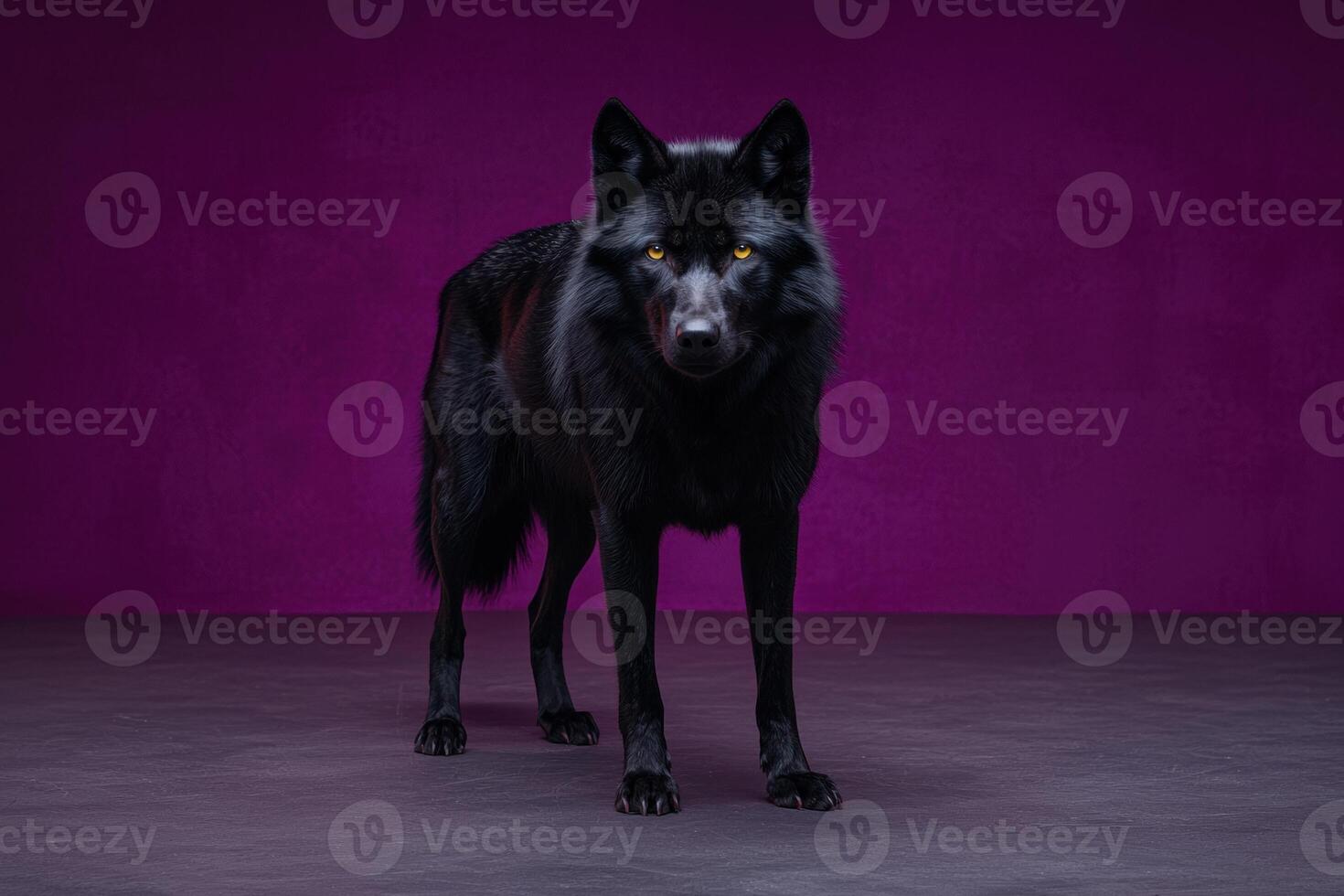 A majestic black wolf stands against a purple backdrop photo