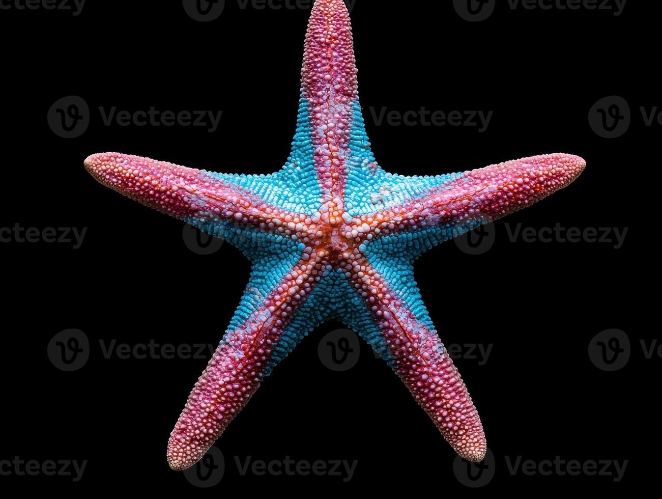Close up of a colorful starfish on a black background photo