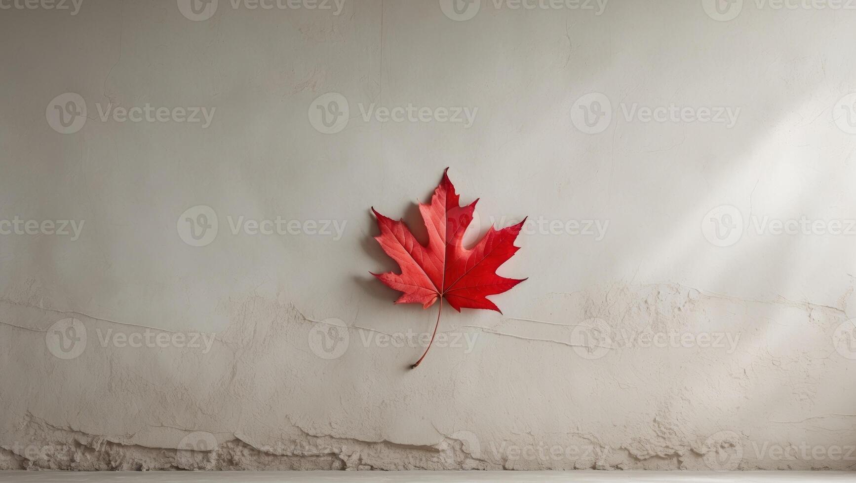 Single red leaf on textured white plaster background with copy space. photo