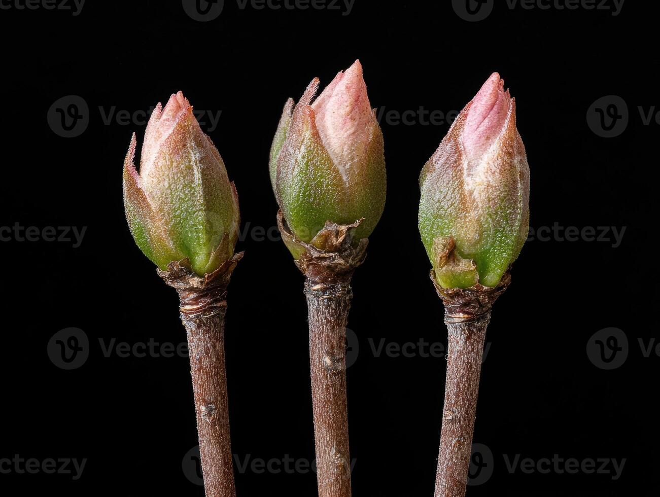 Three buds on branches against a black background photo