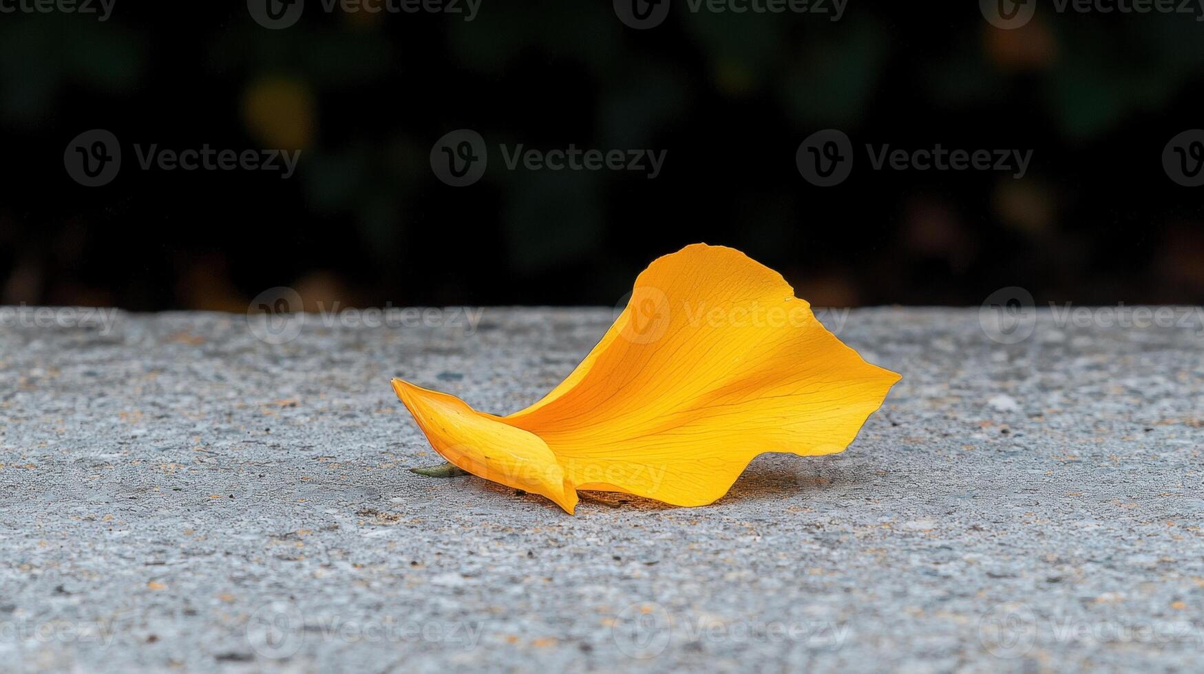A bright yellow flower petal rests on a concrete surface photo