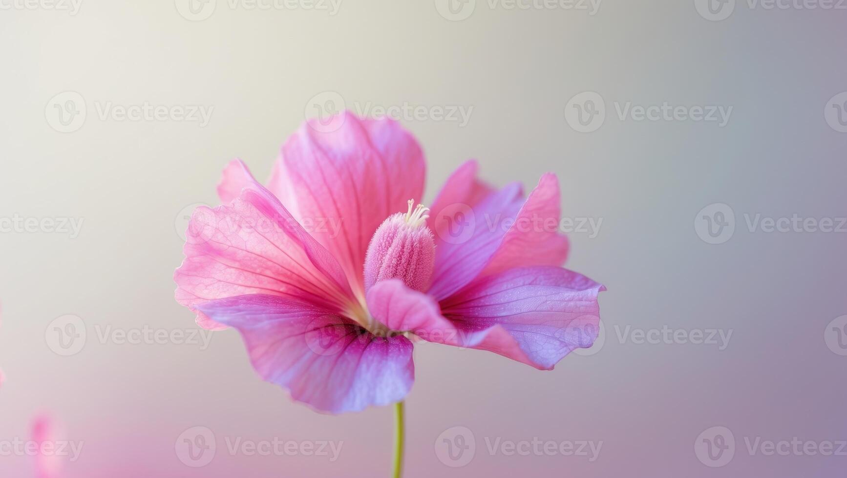Vibrant pink and purple flower showing its beautiful pistil and petals. photo