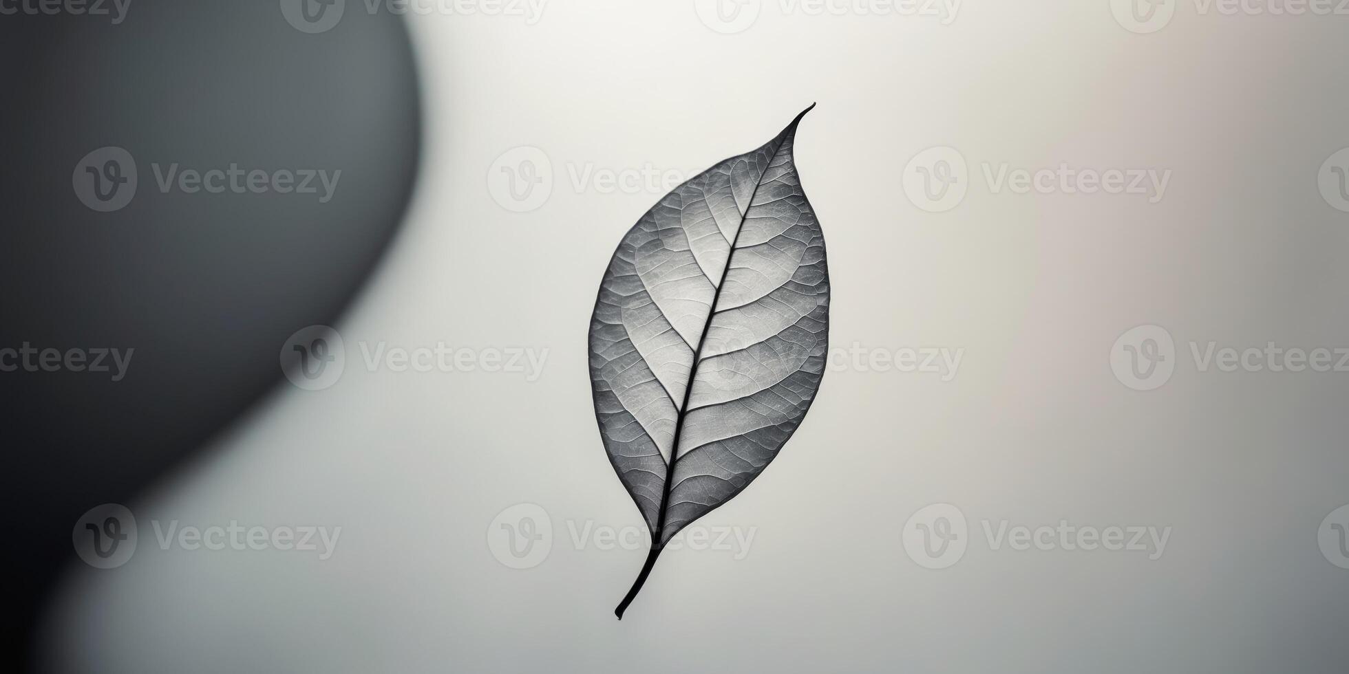 Abstract silhouette of a single leaf gracefully floating on a serene background contrasting dark and light shades photo