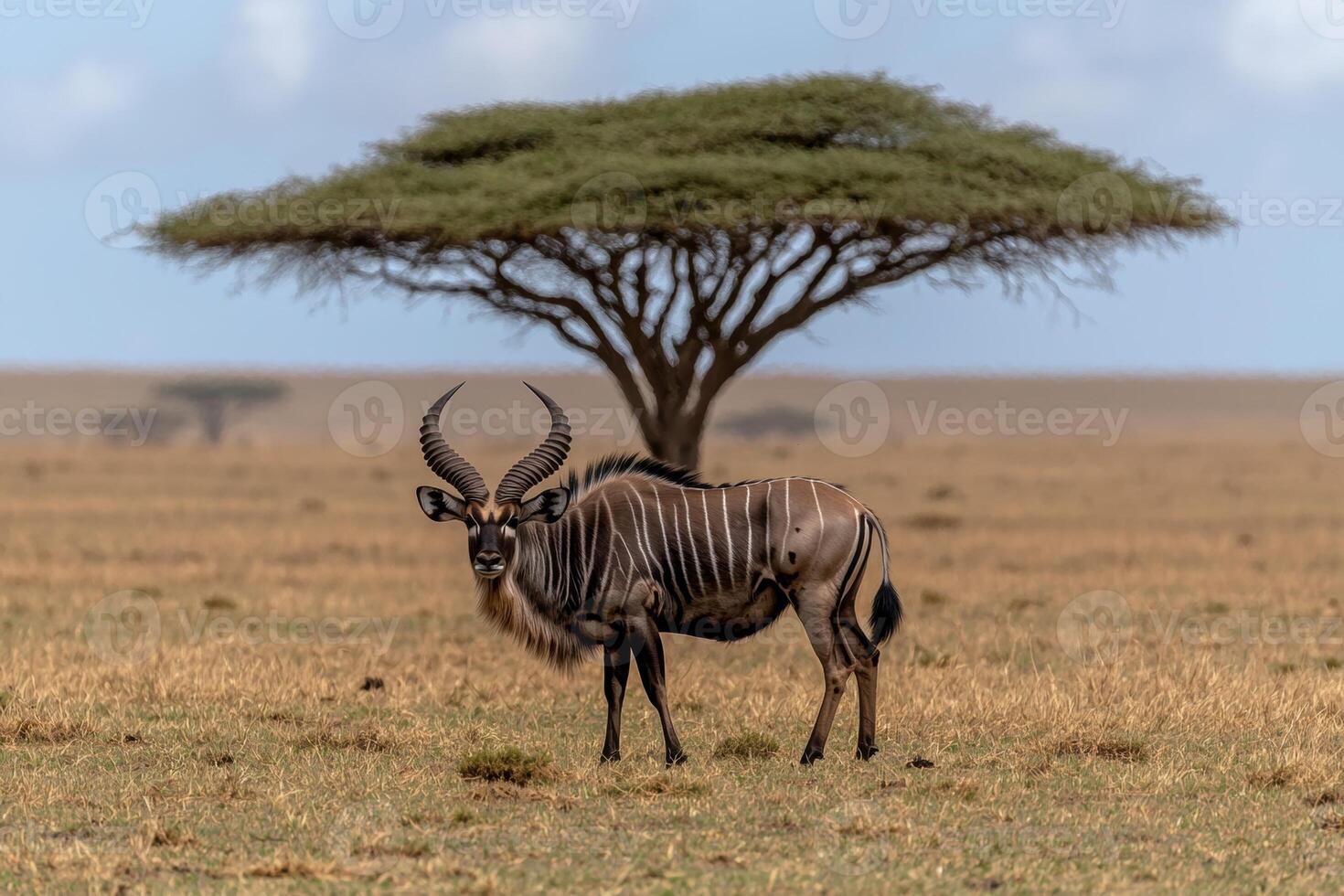 A Nyala antelope stands in a grassy field in Africa photo