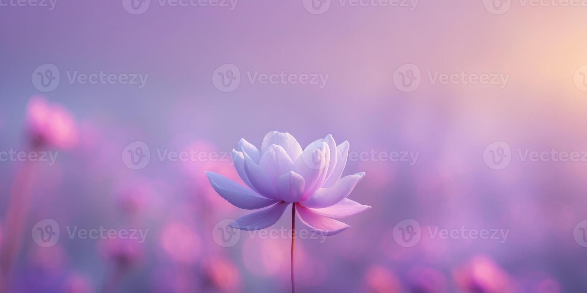 Purple blurred background with a gradient light photo