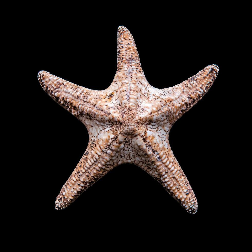 A close up of a starfish on a black background photo