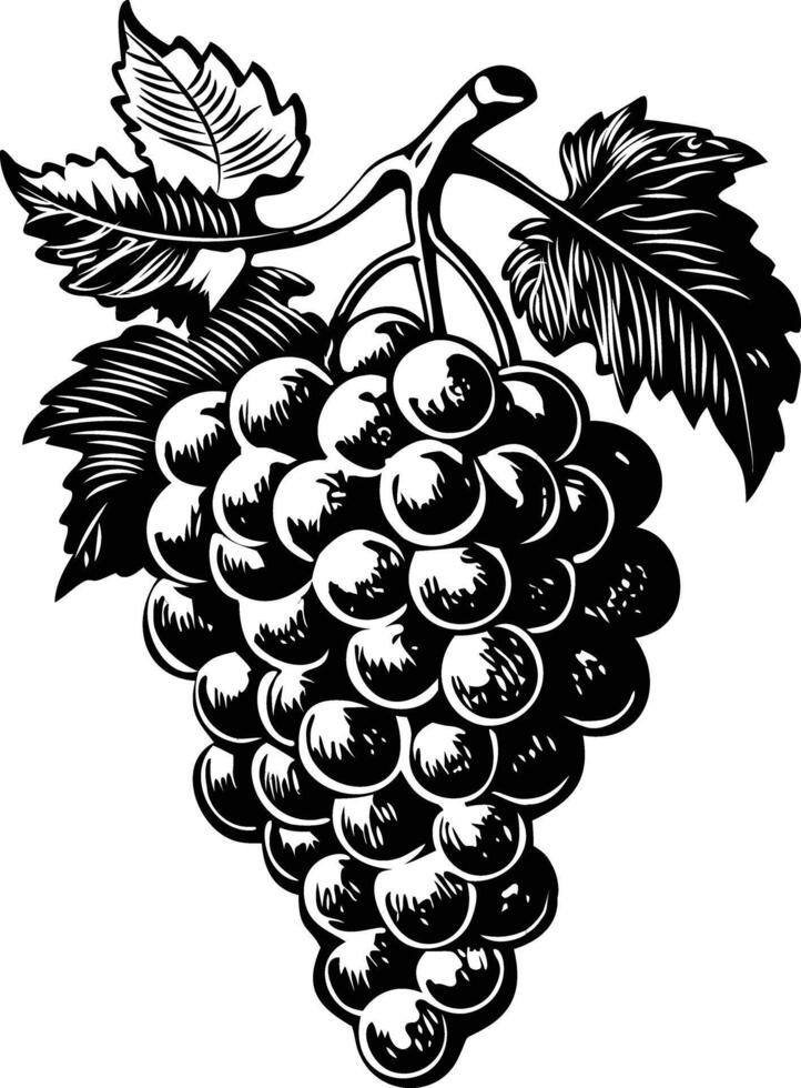 A vintage style illustration of grapes vector