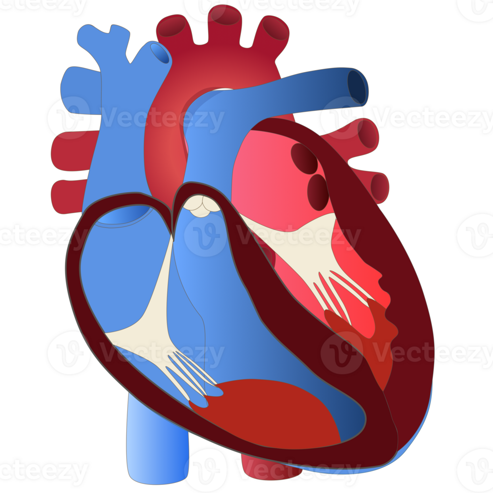 Illustration of human heart for science png