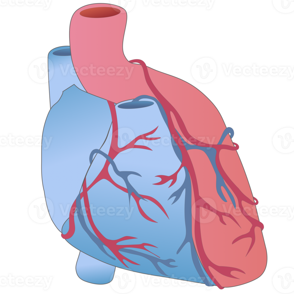 Structure of human heart biology education png
