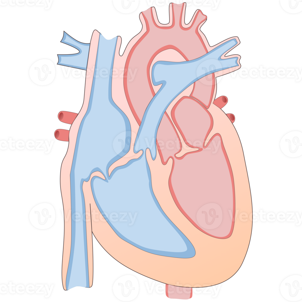 Hand drawn of human heart for diagram png