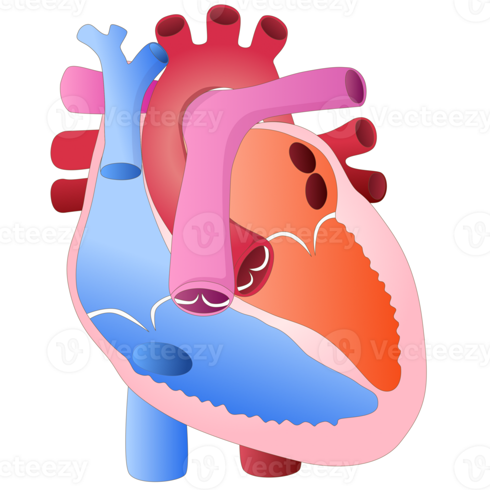 Human heart structure for diagram png