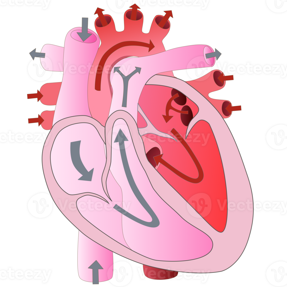Human heart for biology education png