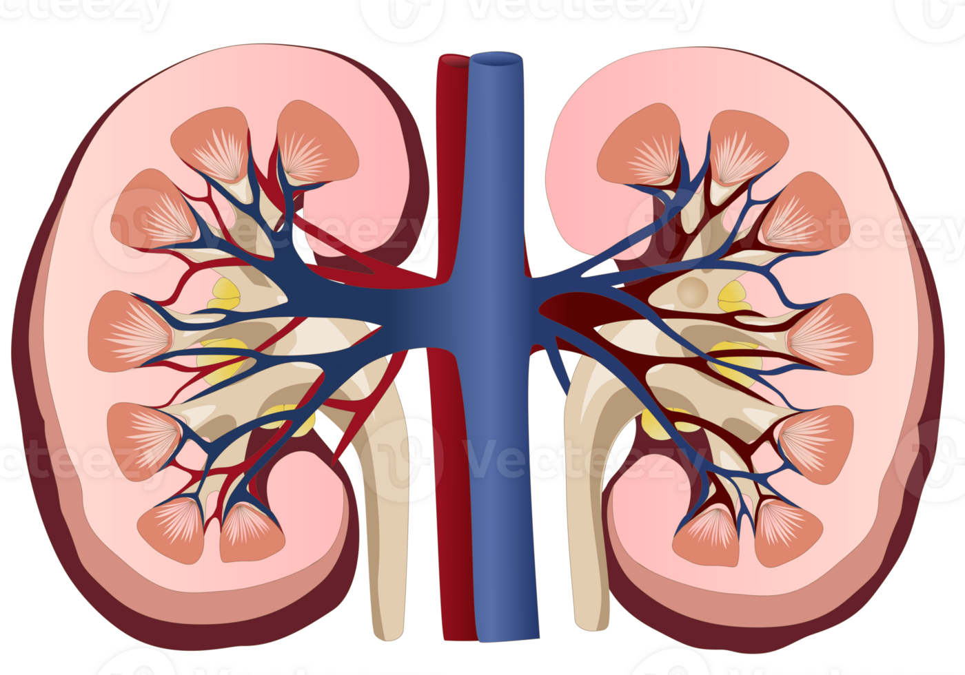 Kidney of human for diagram png