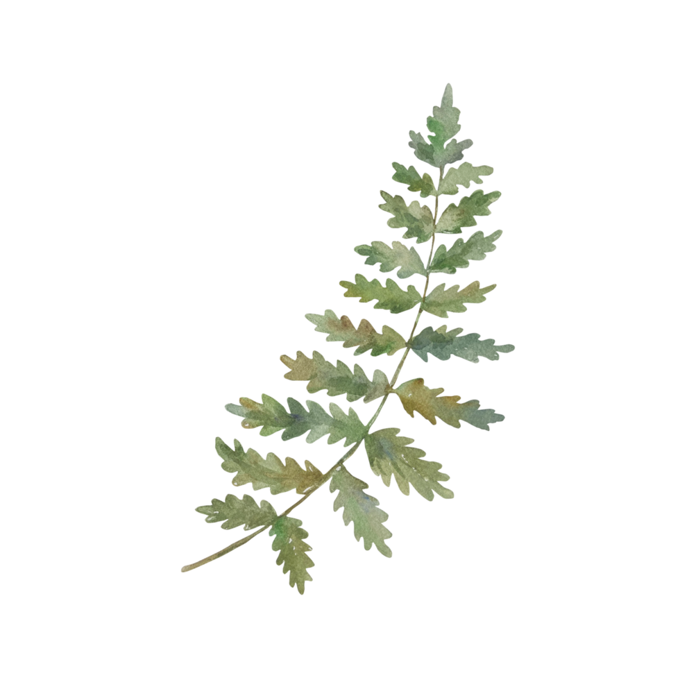 Fern watercolor. Green leaf of forest plant. Hand drawn botanical illustration. For design greeting cards, bouquets, wedding invitations. png