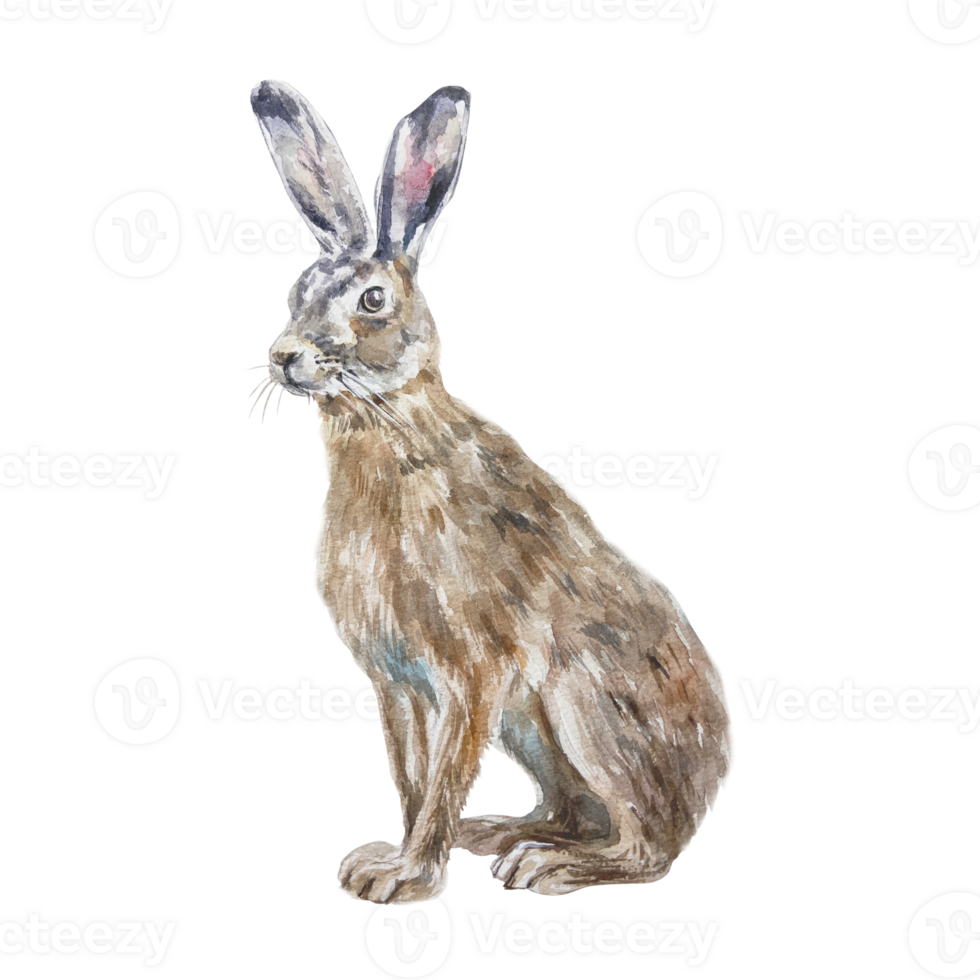 Hare sitting. Hand drawn watercolor illustration of forest animal. For postcards, books, posters, Nature and Wildlife Protection Day. png