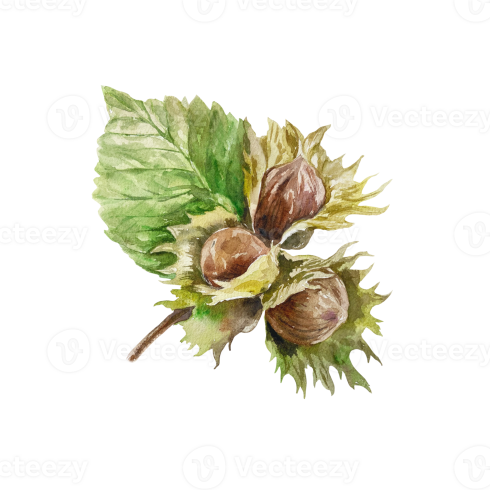 Hazelnut watercolor. Fruits on a branch with leaves. Hand drawn botanical illustration. For food label design, cards, packages, wrappers. png