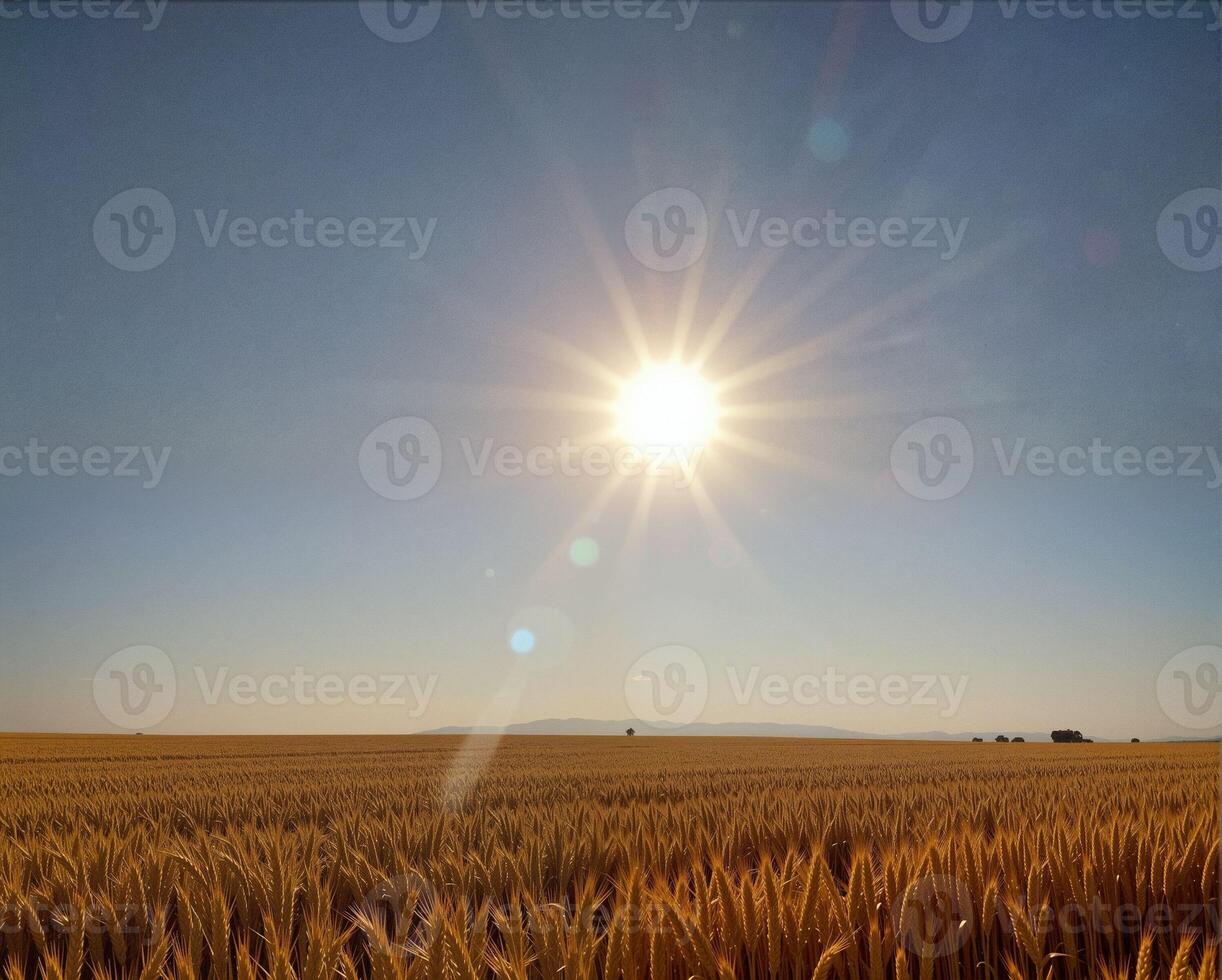 Bright Sun Over Golden Wheat Field Beneath Clear Blue Sky photo