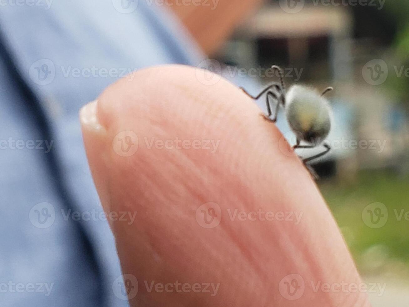 A Small Grey Bug Crawling on a Human Finger photo