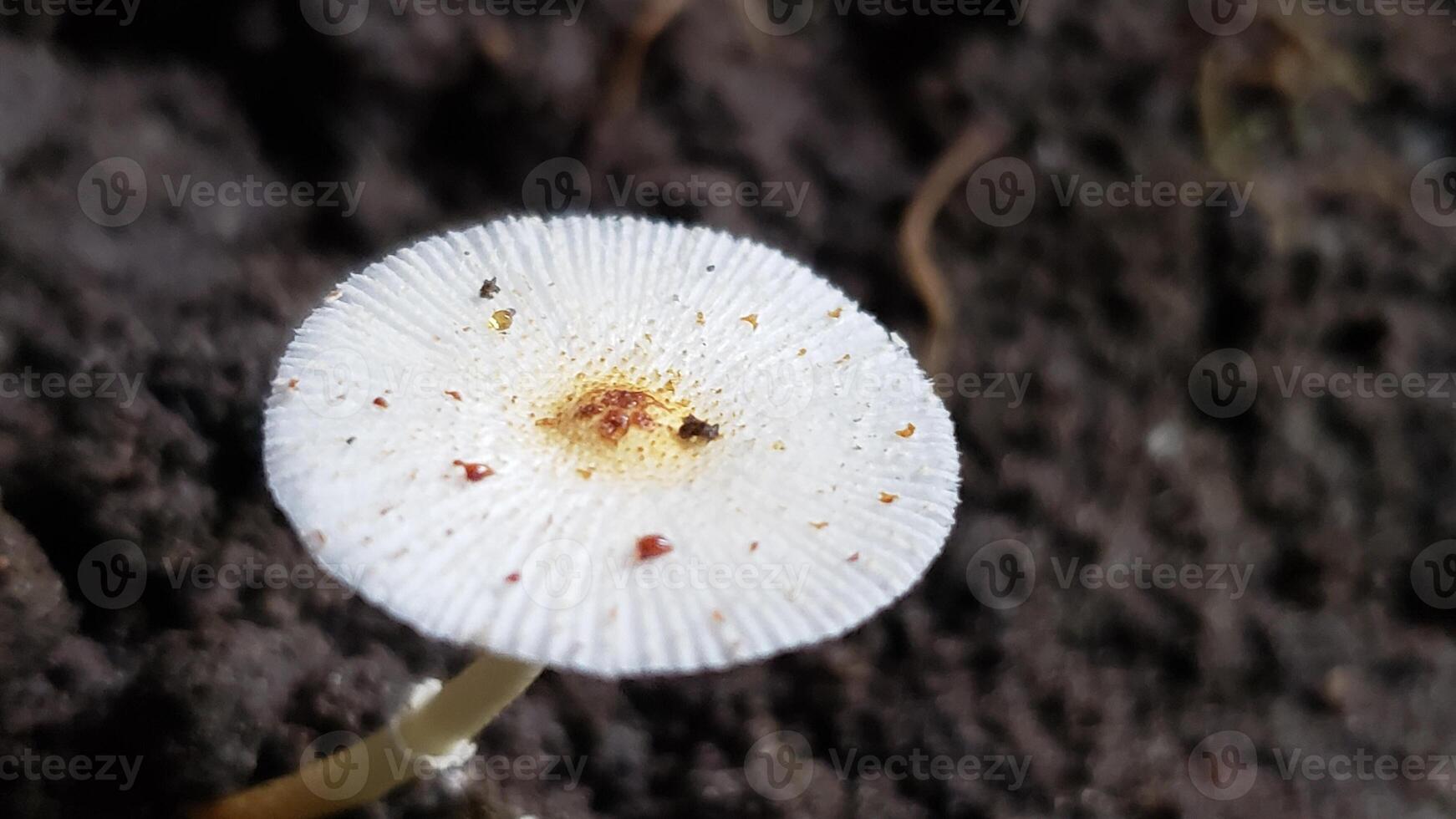 A Single White Mushroom with Brown Spots on a Dark Background photo
