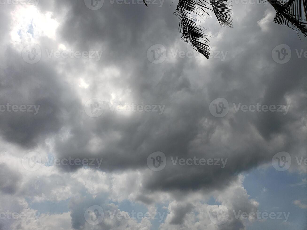 Overcast Sky with Sun Peeking Through Clouds and Palm Tree Branches photo