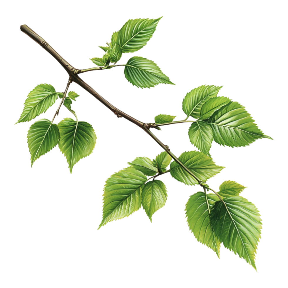 Green Hop on a Branch with Leaves Against Transparent Background png