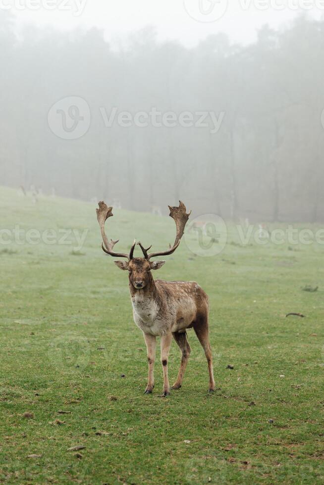 deer in their natural habitat. Photo of a deer grazing in a pasture early on a foggy morning surrounded by tall pine trees. The deer looks intently into the distance.