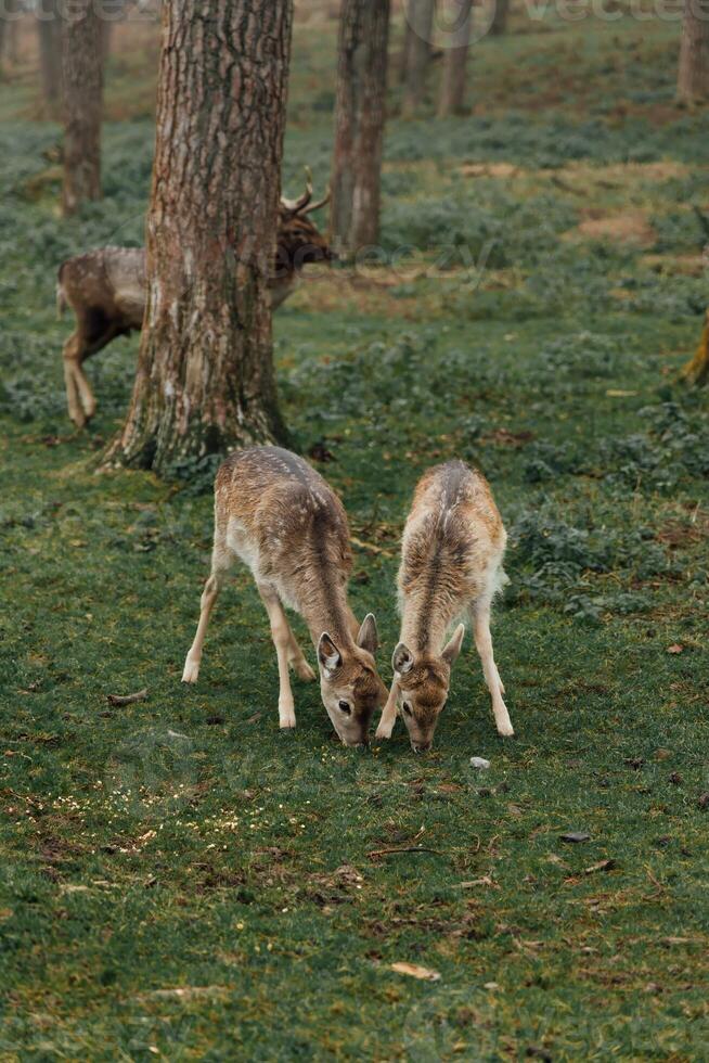 herd of deer in foggy forest. group of deer looking for food on green meadow in foggy forest. deer are very cautious and shy. they look around carefully. wildlife concept photo