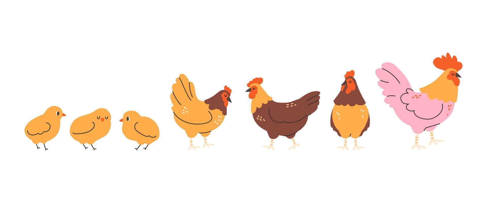Domestic birds in flat style. Poultry, hens, chickens, rooster on white background vector